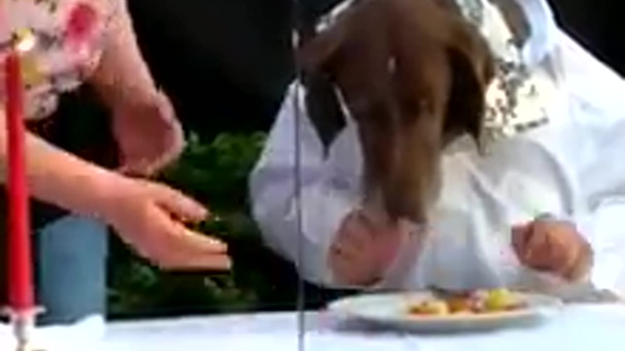 Funny Dog