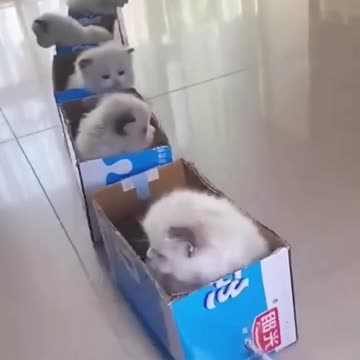 "Whiskers and Purrfection: The Joy of Cat Watching"