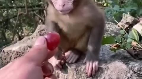 Must See!! Cute Baby Animal