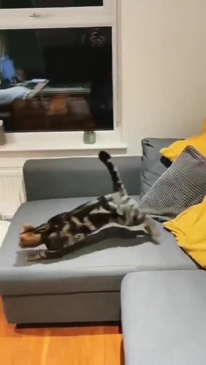 Rocket Purrrpelled Kitty