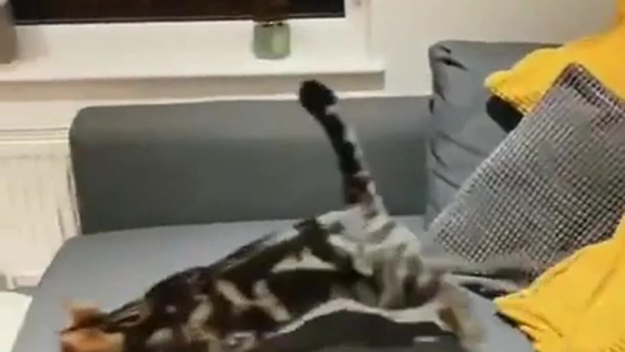 Rocket Purrrpelled Kitty