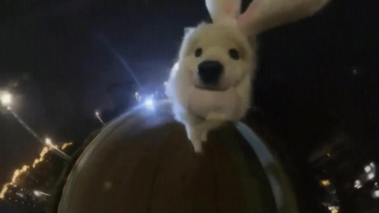 In the dead of night, take a little dog for a walk on Earth.