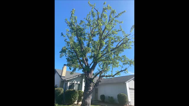 Arias Tree Services - (209) 208-2336