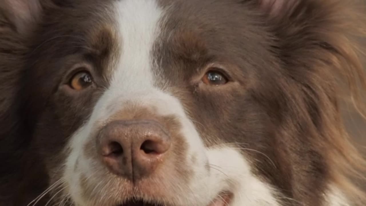 Unleash Your Inner Paw-some: The Perfect Guide for Imperfect Dog Owners!"