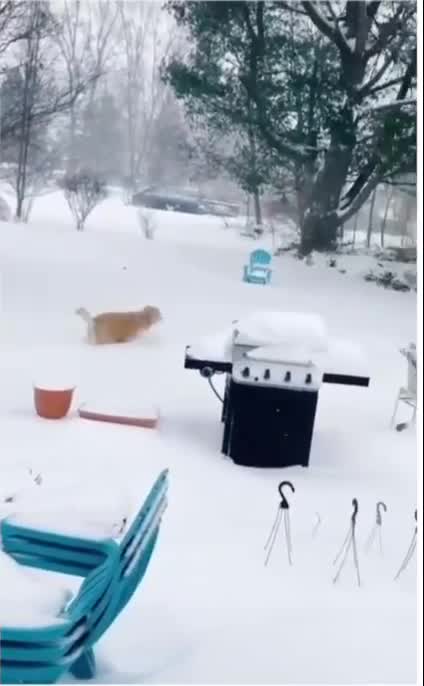 Golden retriever sees snow for the fist time