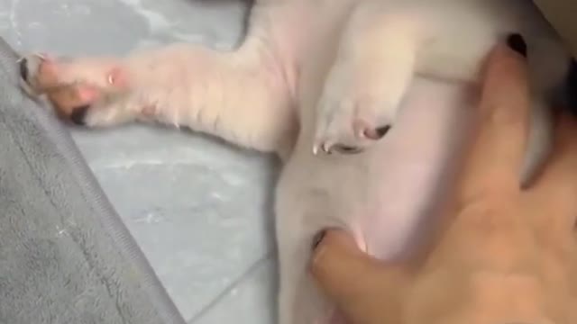 Best Funniest Videos 2022 Cute Cats and Funny Dogs