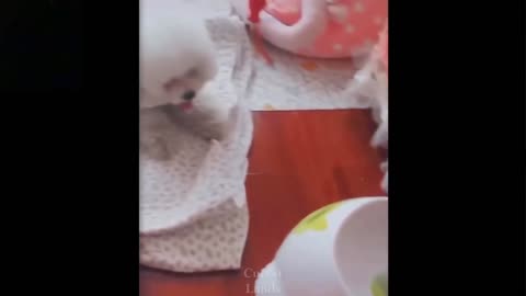 Cute Dog Gets Hurt Playing With Toy (Ouch!)