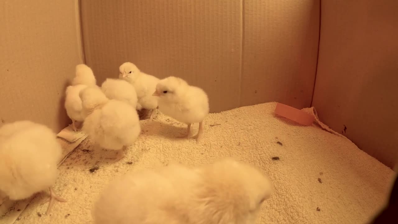 One Day Old Chicks - One Hour Ambient Sound [HD]