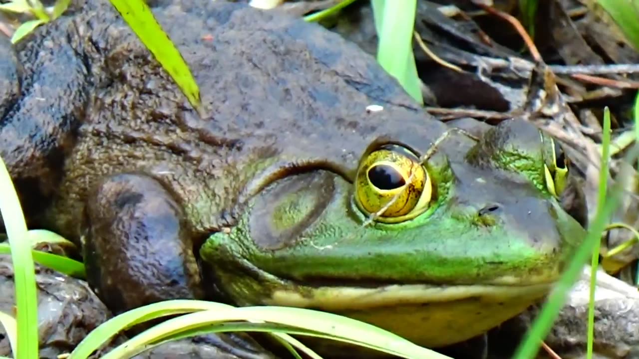 Bullfrog