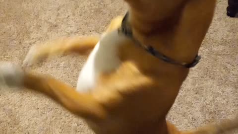 Funniest dog videos