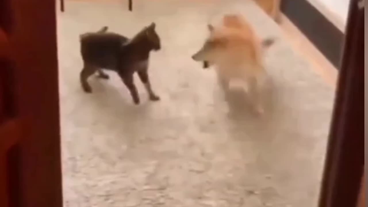 Dog loses it after being provoked