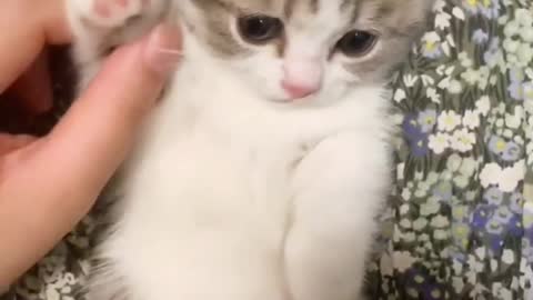 the world Animal Day