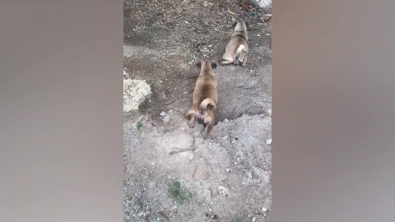 Funny Animals