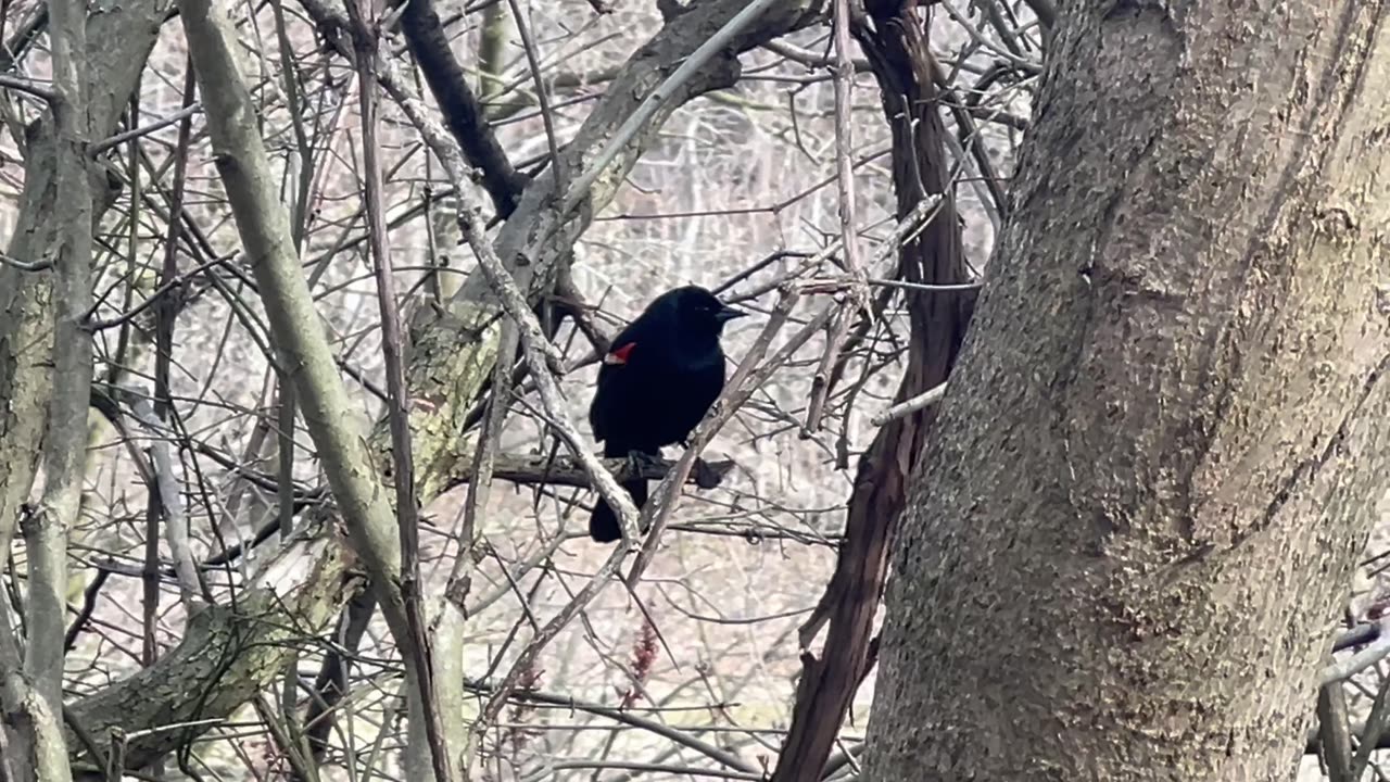 Redwing black bird short and sweet song 😍