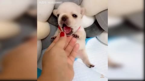 Baby Dogs - Cute and Funny Dog Videos