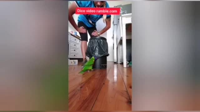 Smart And Funny Parrots - Parrot Talking Videos /Funny Moments/dance