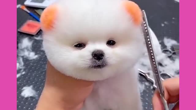 Irresistible cute dog video 3