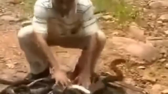 The man brought 300 snakes in a sack to the forest, then whatever he did, the hair will stand