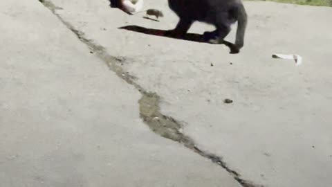 A Game Of Cat And Mouse