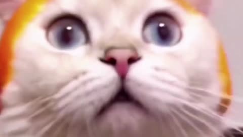 Funny_animals_#shorts