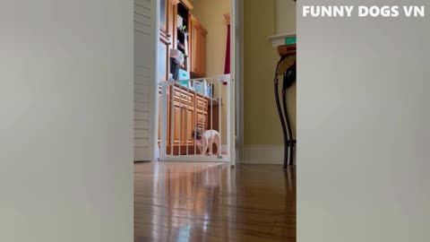 Funniest Animals Video - Funny Dogs And Cats - Try Not To Laugh Animals 2022