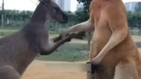 kangaroo compilation