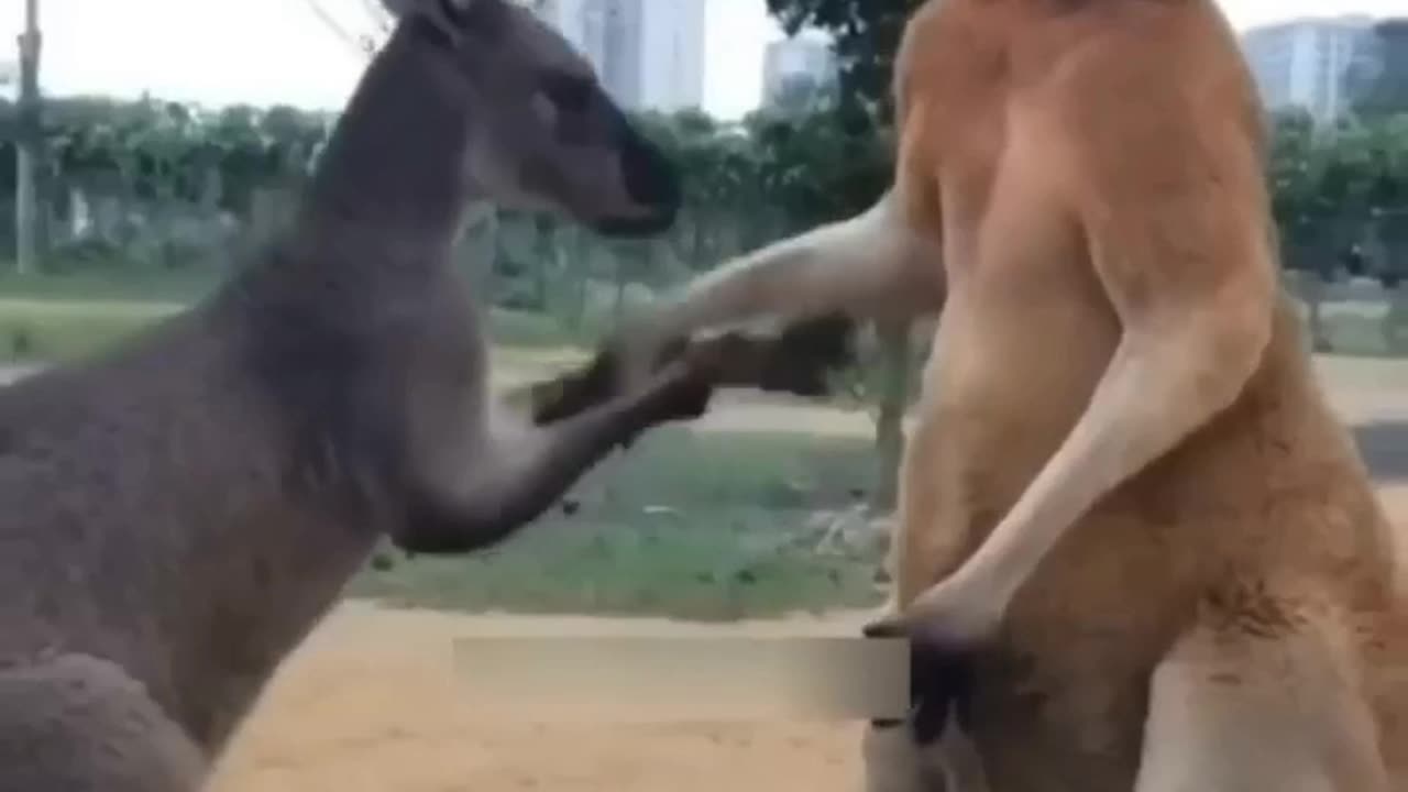 kangaroo compilation
