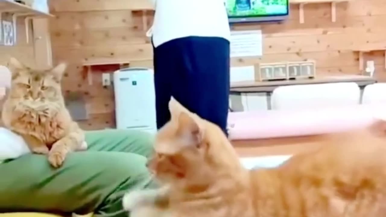 funny cat