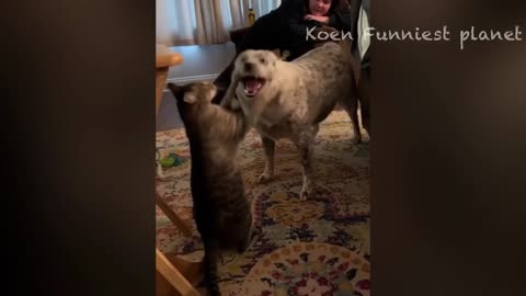 Dogs and cats engaging in playful, adorable mischief. 🤣