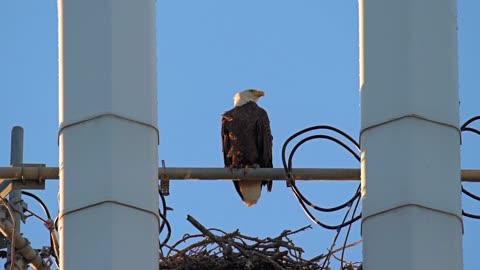 A Magnificent Bald Eagle
