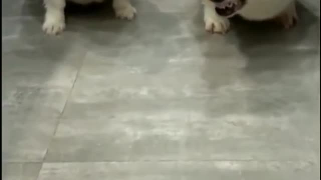 Super Funny Dog Videos #1 - Loving Pets