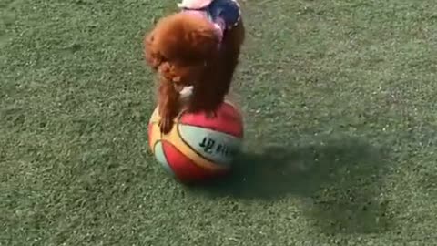 Thisdog'sacrobaticskillsaretoostrong.