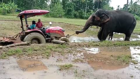 Sri lankan elephants helps human