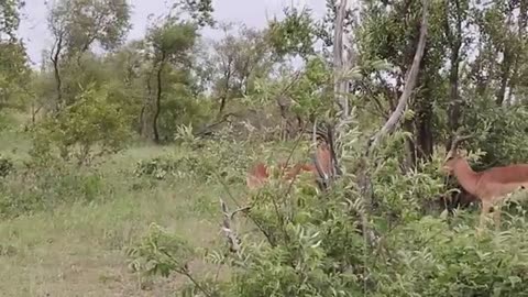 Impala Rams Fighting Free Animal Videos