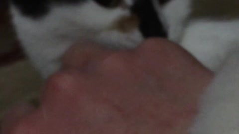 The cat plays with my hand