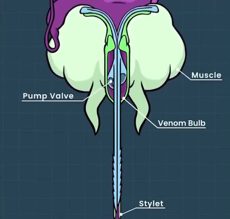 How a bee stinger works