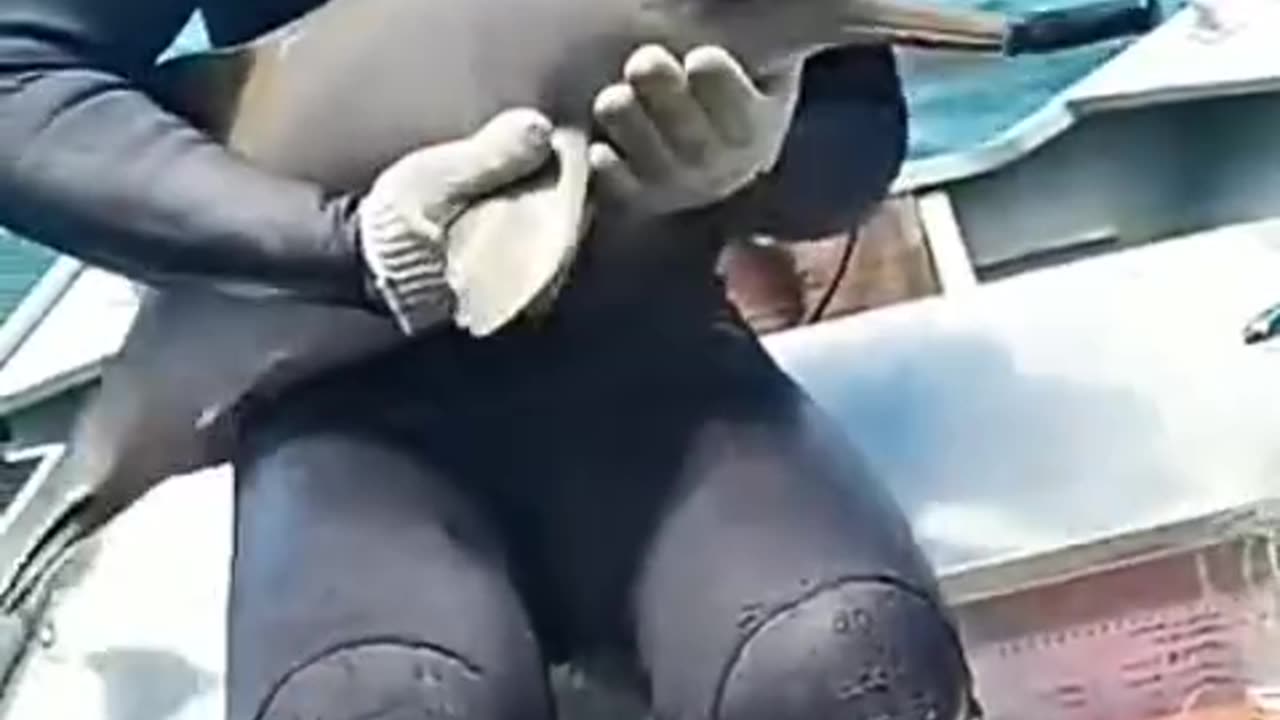 Baby Dolphin Rescued from Fishing Net in Brazil