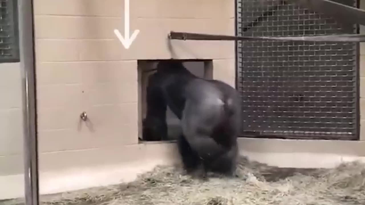 New Videos Funniest Cats and Dogs