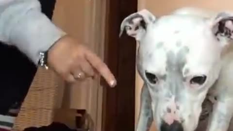 Super FUNNY DOG Videos