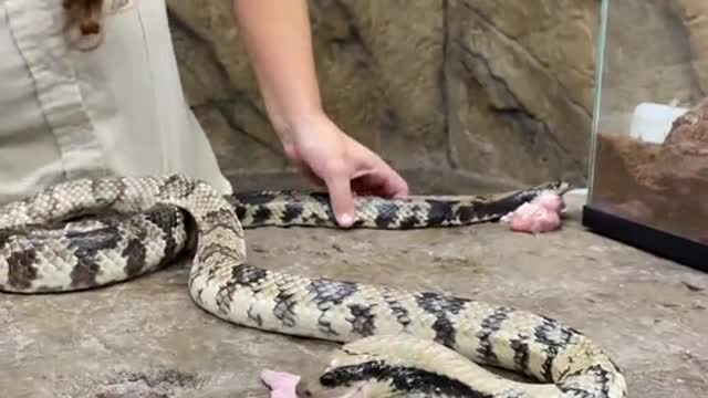 Hungry false water cobra has no hesitation eating his chicken wings haha 😂 hungry 🐍