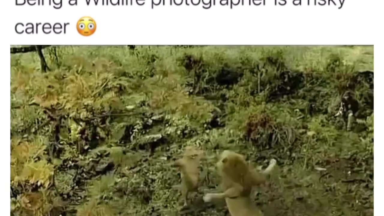 Being a wildlife photographer is risky career 😮😅😅