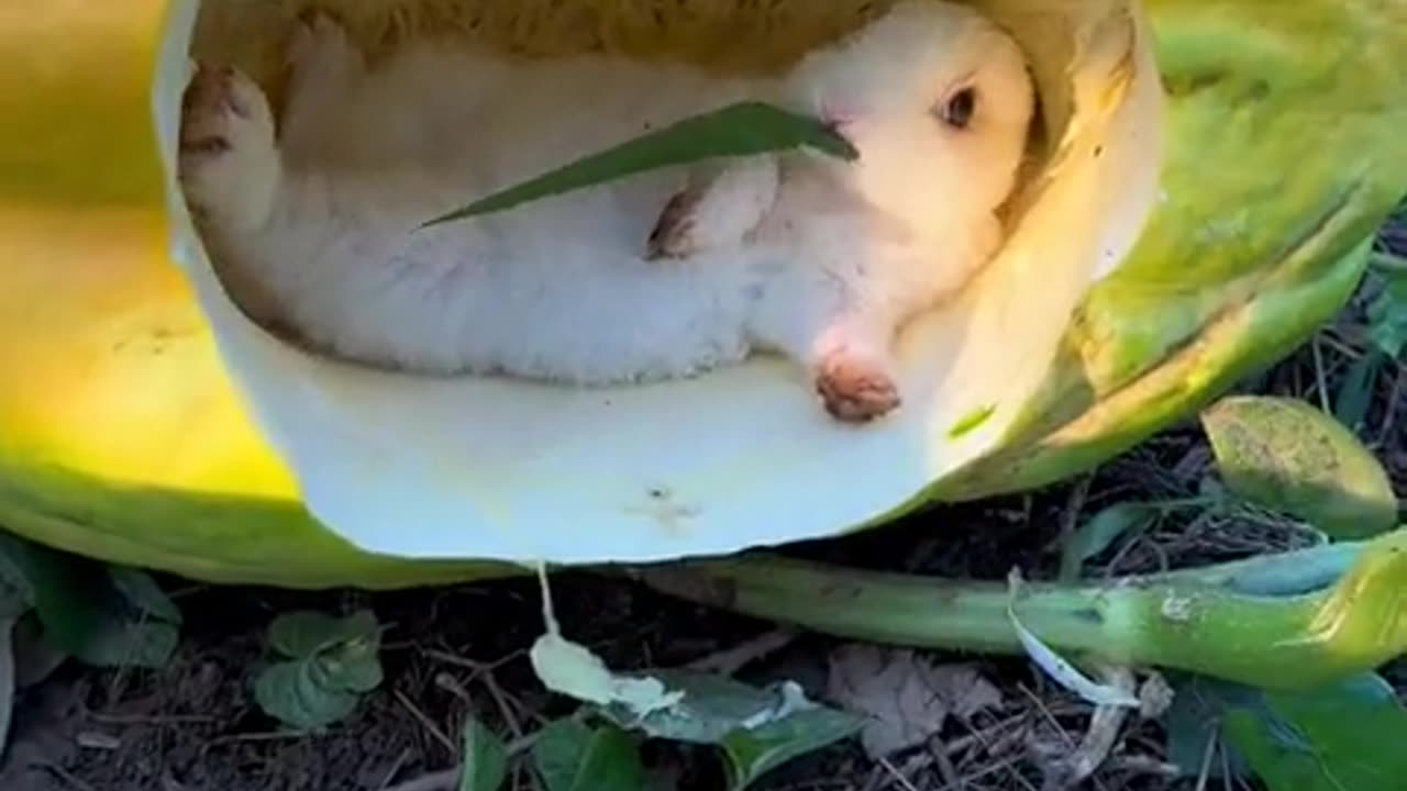 The little bunny lying inside a pumpkin