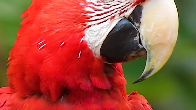 Scarlet macaw in the amazon rainforest