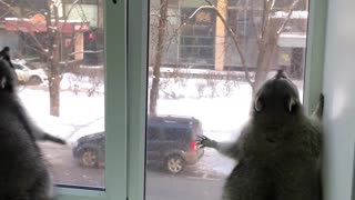 Raccoon Jumps Up and Down