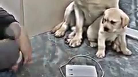 THE BEAUTY AND WISDOM OF THIS DOG PROTECTING HIS PUPPY