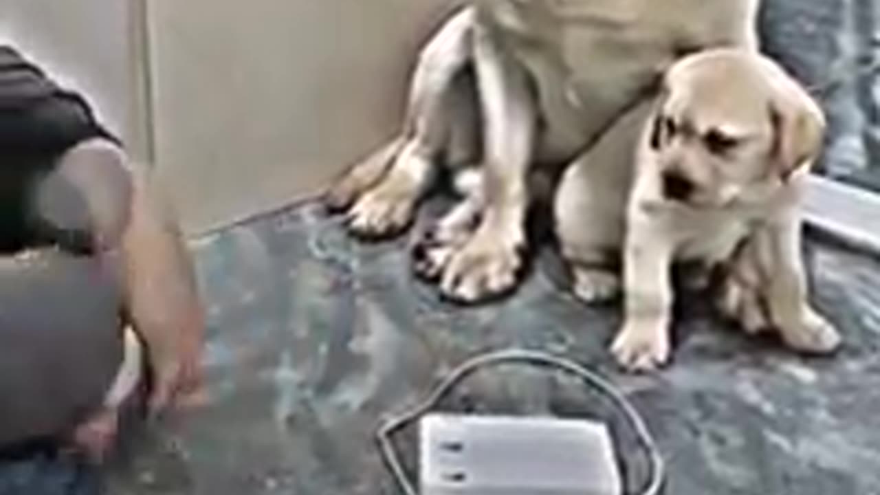 THE BEAUTY AND WISDOM OF THIS DOG PROTECTING HIS PUPPY