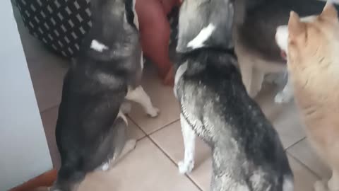 Huskies Beg For a Bite