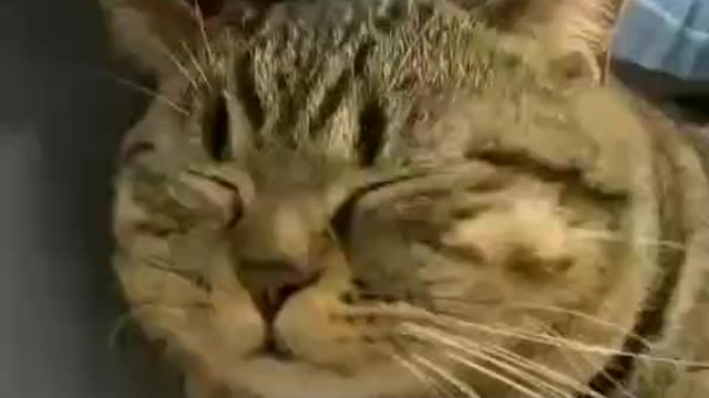 Cat weow