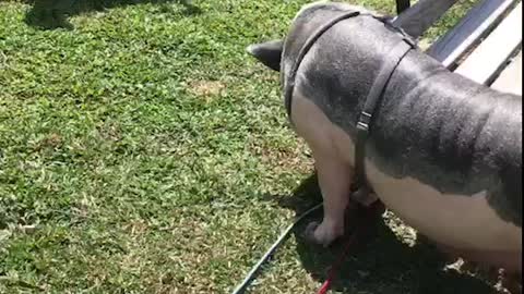 Dog meets pig for the first time