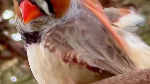 🤩 male zebra finch singing | Aviary birds